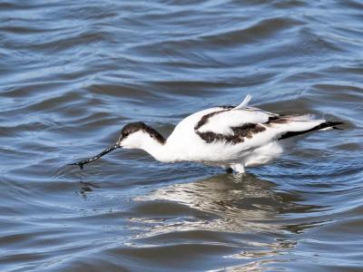 Avocette élégante Recurvirostra avosetta Linnaeus, 1758