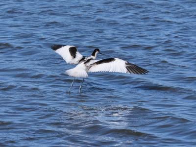 Avocette élégante Recurvirostra avosetta Linnaeus, 1758