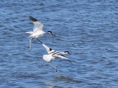 Avocette élégante Recurvirostra avosetta Linnaeus, 1758