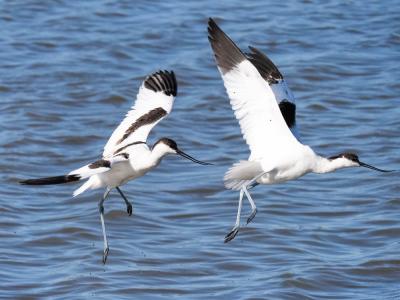 Avocette élégante Recurvirostra avosetta Linnaeus, 1758