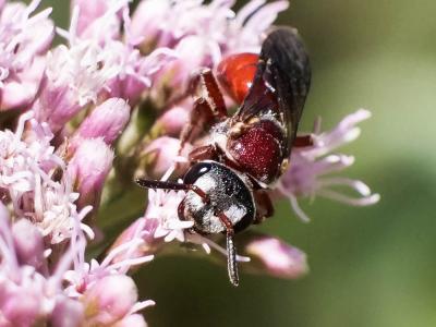  Sphecodes olivieri Lepeletier & Serville, 1825