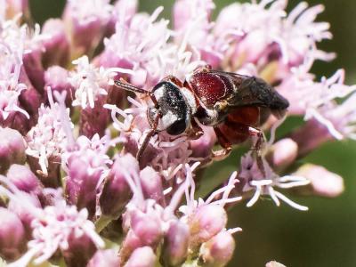  Sphecodes olivieri Lepeletier & Serville, 1825