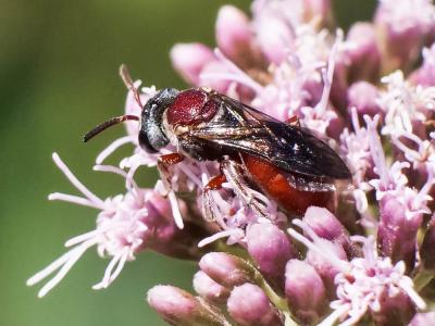  Sphecodes olivieri Lepeletier & Serville, 1825