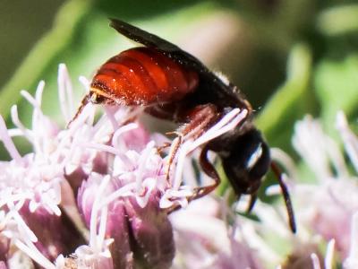  Sphecodes olivieri Lepeletier & Serville, 1825