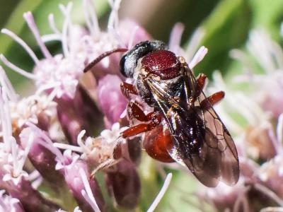  Sphecodes olivieri Lepeletier & Serville, 1825