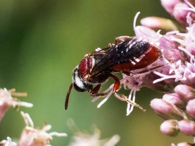  Sphecodes olivieri Lepeletier & Serville, 1825
