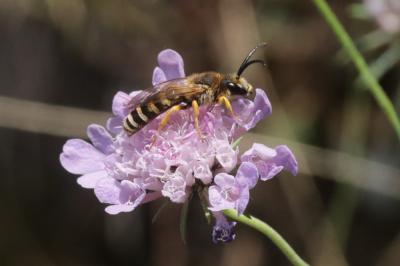  Halictus scabiosae (Rossi, 1790)
