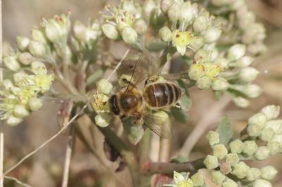 Abeille domestique, Abeille européenne, Abeille me Apis mellifera Linnaeus, 1758