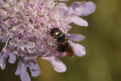 Ceratine commune Ceratina cucurbitina (Rossi, 1792)