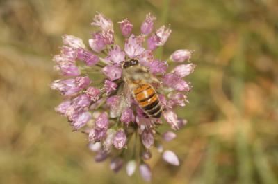 Abeille domestique, Abeille européenne, Abeille me Apis mellifera Linnaeus, 1758