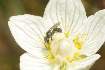  Lasioglossum Curtis, 1833