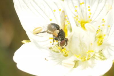  Cistogaster globosa (Fabricius, 1775)