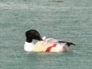 Harle bièvre Mergus merganser Linnaeus, 1758