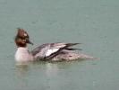 Harle bièvre Mergus merganser Linnaeus, 1758