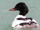 Harle bièvre Mergus merganser Linnaeus, 1758