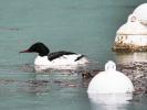 Harle bièvre Mergus merganser Linnaeus, 1758