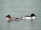 Harle bièvre Mergus merganser Linnaeus, 1758
