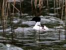 Harle bièvre Mergus merganser Linnaeus, 1758