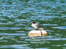Harle bièvre Mergus merganser Linnaeus, 1758