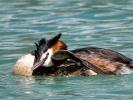Grèbe huppé Podiceps cristatus (Linnaeus, 1758)