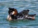 Grèbe huppé Podiceps cristatus (Linnaeus, 1758)