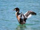 Grèbe huppé Podiceps cristatus (Linnaeus, 1758)