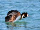 Grèbe huppé Podiceps cristatus (Linnaeus, 1758)