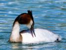 Grèbe huppé Podiceps cristatus (Linnaeus, 1758)
