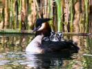 Grèbe huppé Podiceps cristatus (Linnaeus, 1758)