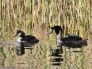 Grèbe huppé Podiceps cristatus (Linnaeus, 1758)