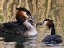 Grèbe huppé Podiceps cristatus (Linnaeus, 1758)