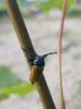  Labidostomis taxicornis (Fabricius, 1792)