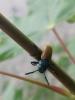  Labidostomis taxicornis (Fabricius, 1792)