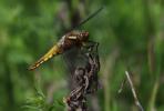 Libellule déprimée (La) Libellula depressa Linnaeus, 1758