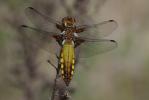 Libellule déprimée (La) Libellula depressa Linnaeus, 1758
