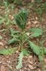 Molène blattaire, Herbe aux mites Verbascum blattaria L., 1753