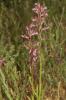 Orchis papillon Anacamptis papilionacea (L.) R.M.Bateman, Pridgeon & M.W.Chase, 1997