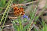 Grand collier argenté (Le), Nacré sagitté (Le) Boloria euphrosyne (Linnaeus, 1758)