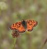 Mélitée orangée (La), Damier orangé (Le), Diane (L Melitaea didyma (Esper, 1778)