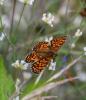 Mélitée de Fruhstorfer Melitaea celadussa Fruhstorfer, 1910