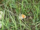 Fadet commun (Le), Procris (Le), Petit Papillon de Coenonympha pamphilus (Linnaeus, 1758)