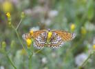 Mélitée du Plantain (La), Déesse à ceinturons (La) Melitaea cinxia (Linnaeus, 1758)