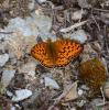 Chiffre (Le) Fabriciana niobe (Linnaeus, 1758)