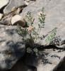 Boucage Tragium Pimpinella tragium Vill., 1779