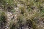 Stipe d'Offner Stipa offneri Breistr., 1950