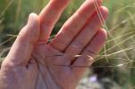 Stipe d'Offner Stipa offneri Breistr., 1950