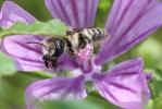  Hoplitis cristatula (van der Zanden, 1990)