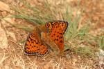 Chiffre (Le) Fabriciana niobe (Linnaeus, 1758)