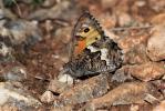 Agreste (L') Hipparchia semele (Linnaeus, 1758)