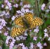Mélitée du Plantain (La), Déesse à ceinturons (La) Melitaea cinxia (Linnaeus, 1758)